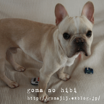 b0180085_0161352.gif