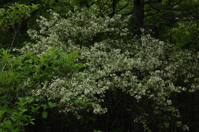 b0203588_1475716.jpg