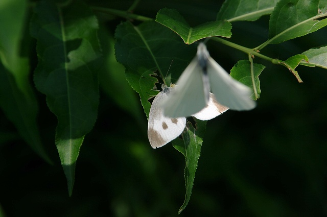 e0070891_22352925.jpg