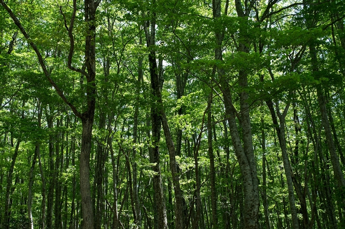 c0247096_1985025.jpg