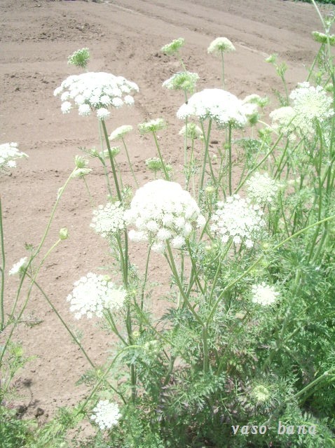 e0025300_13365885.jpg