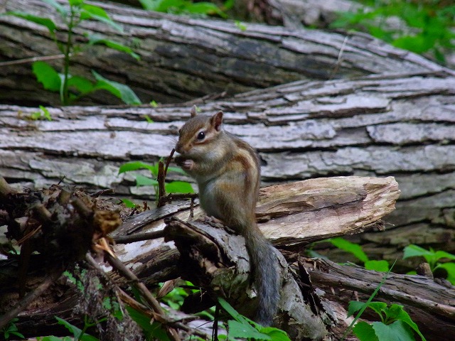f0157901_2191040.jpg