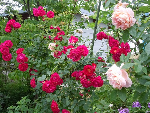 c0117007_20502738.jpg