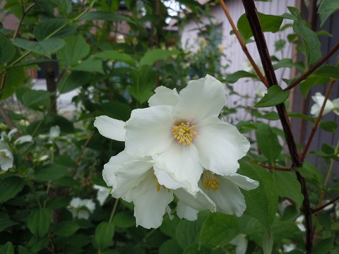c0117007_20565250.jpg