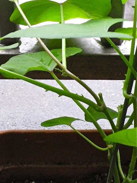 b0027736_1928943.jpg