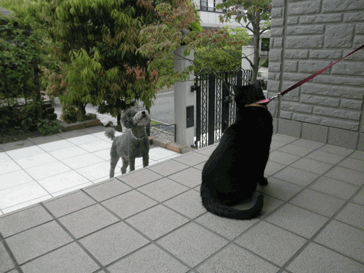 c0136736_12153417.gif