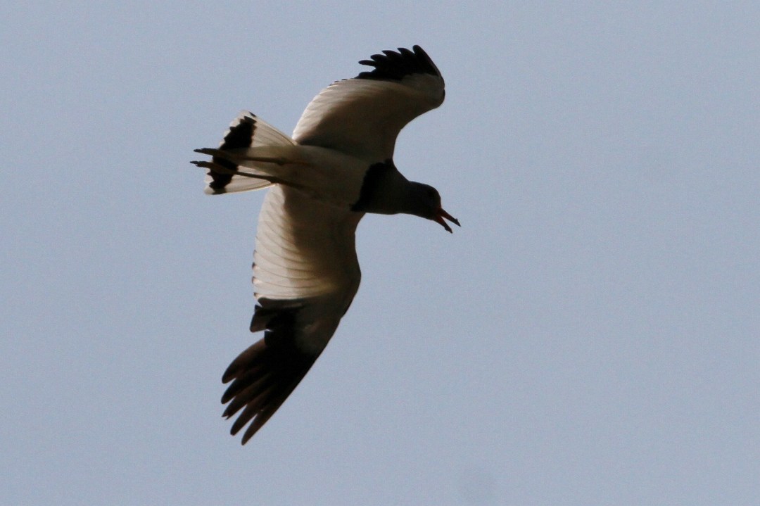 c0172139_16241.jpg