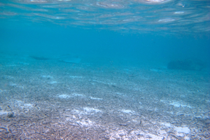f0190653_13392490.jpg