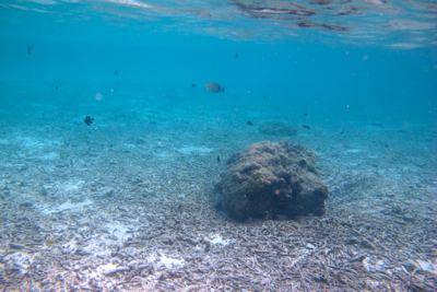 f0190653_13394414.jpg