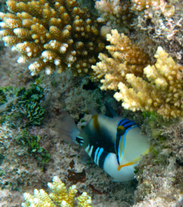 f0190653_13395059.jpg