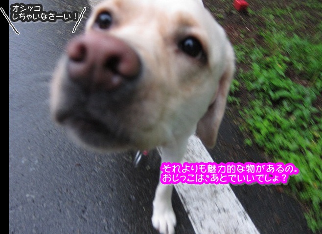 e0192217_8155328.jpg