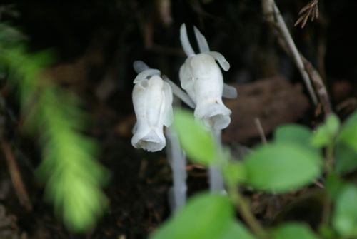 c0042418_20514972.jpg