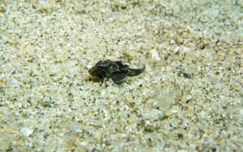b0044726_1075638.jpg