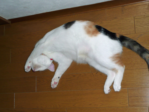 a0278632_20282378.jpg