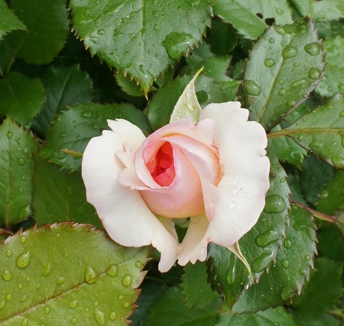 f0205733_13155553.jpg