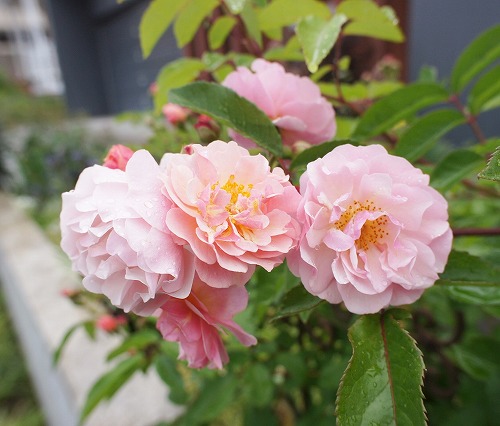 f0205733_1394410.jpg