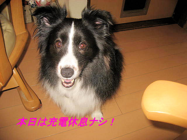 a0149240_18204415.jpg