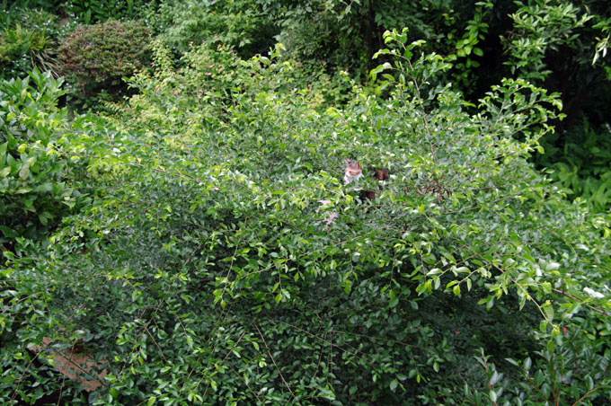 f0149442_917623.jpg