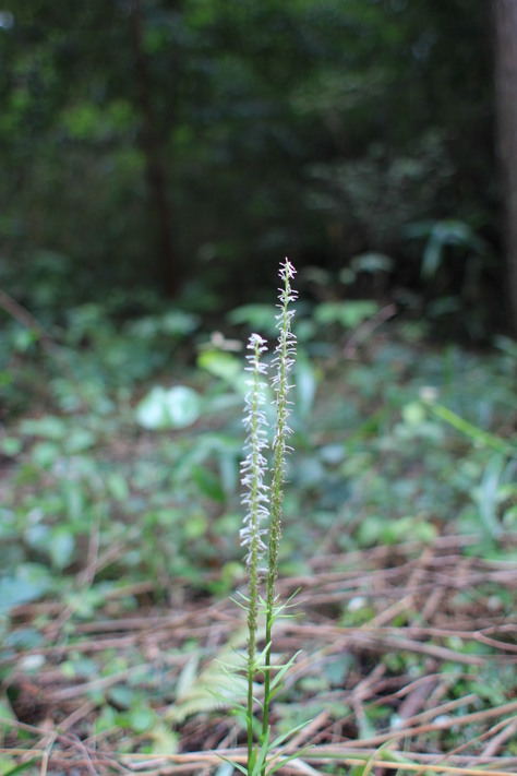 e0024081_1816474.jpg