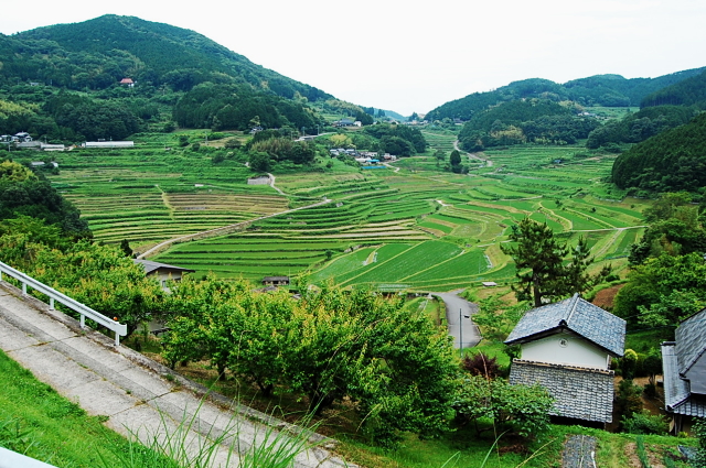 d0179983_1744572.jpg