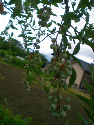 e0168583_17151510.jpg