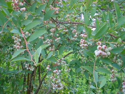 e0168583_171665.jpg