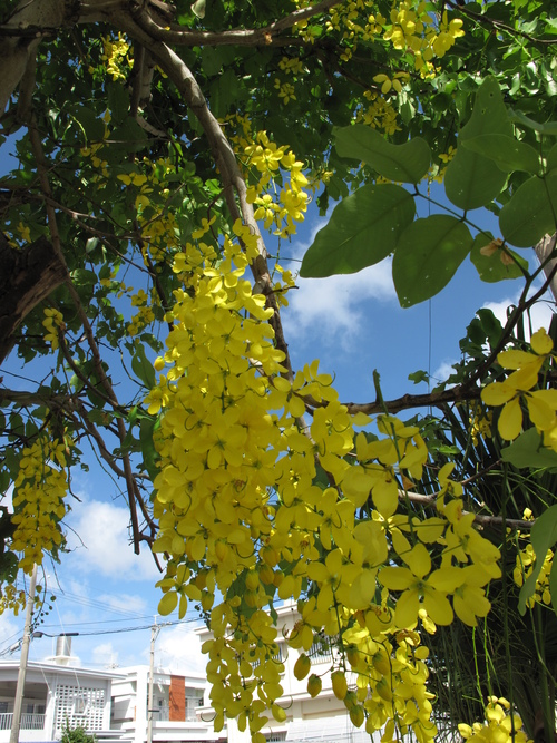 c0064389_1037514.jpg