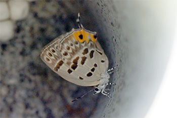 d0001300_1514516.jpg