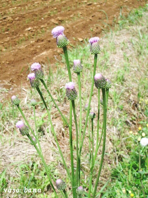 e0025300_2024447.jpg