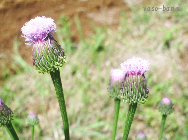 e0025300_2028158.jpg