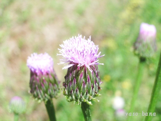 e0025300_20314966.jpg