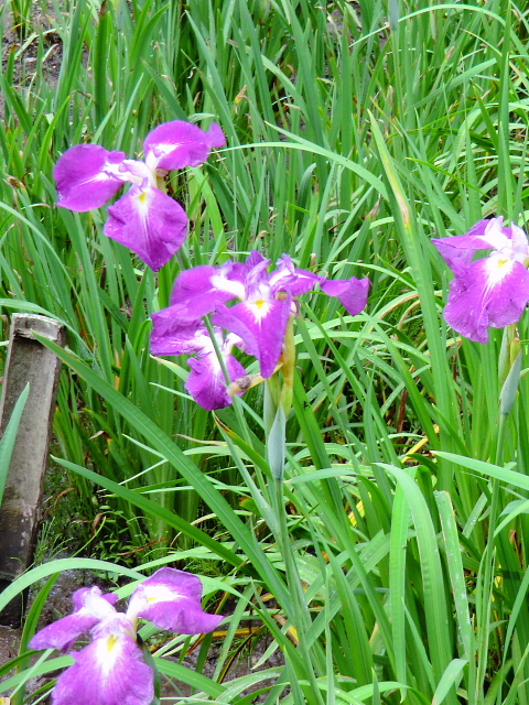 d0170615_685957.jpg