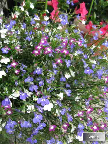 c0227134_23511799.jpg