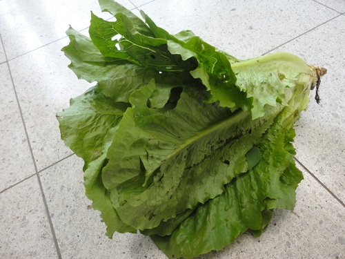 a0048040_1883690.jpg