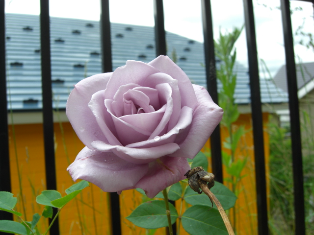 a0249443_12224114.jpg