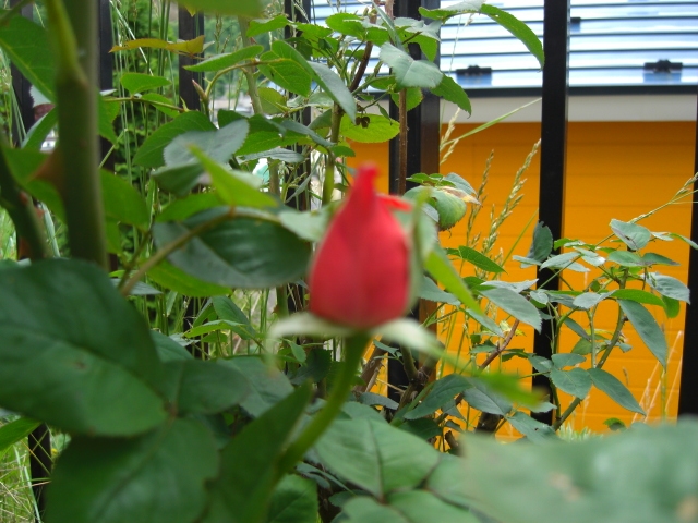a0249443_12254081.jpg