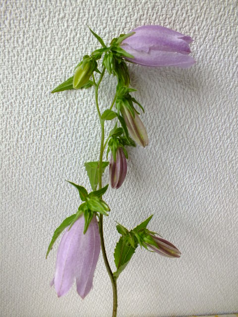 e0145782_16195092.jpg