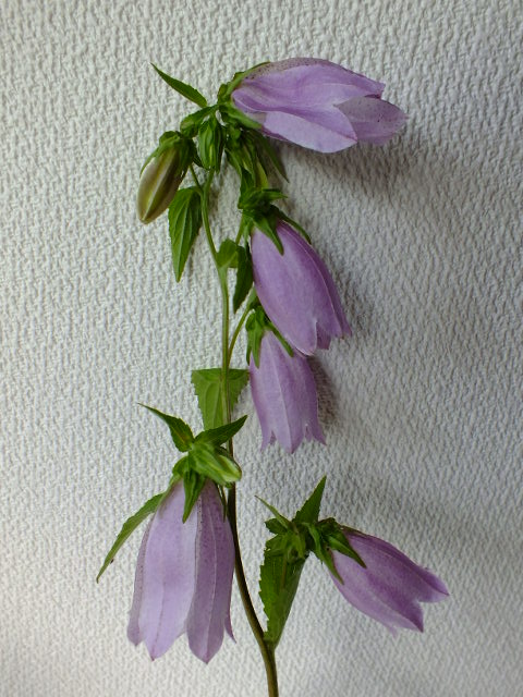 e0145782_16204822.jpg