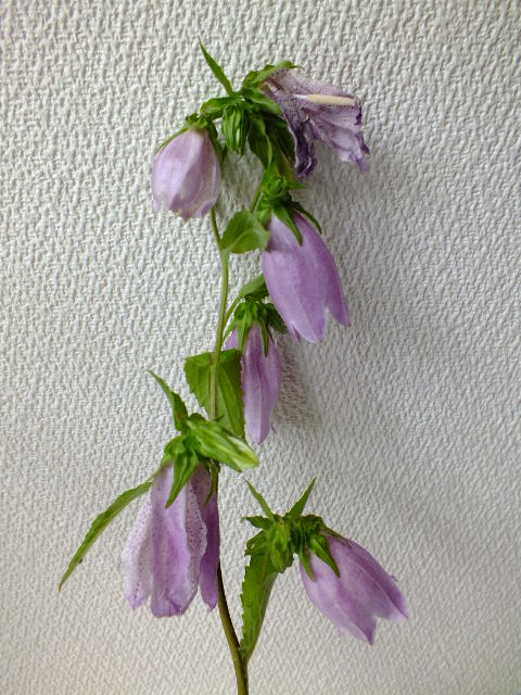 e0145782_1652441.jpg