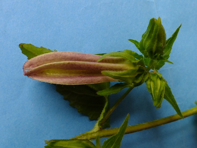 e0145782_167111.jpg