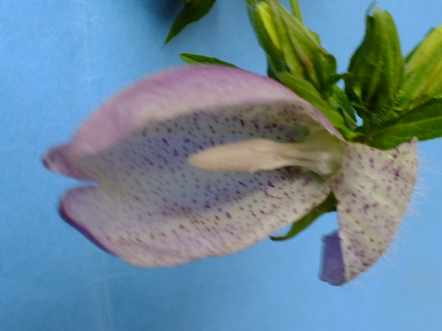 e0145782_1672090.jpg