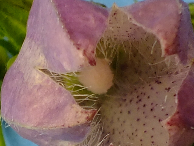 e0145782_1683489.jpg