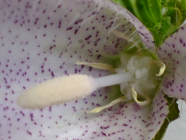 e0145782_168563.jpg