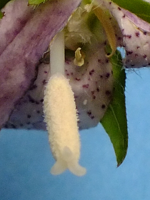 e0145782_1693931.jpg