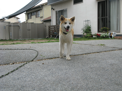 e0212095_1431254.gif