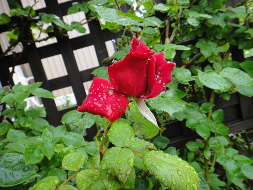 c0105306_11155778.jpg