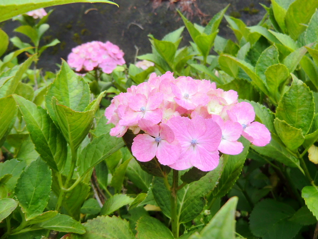 d0170615_5511851.jpg