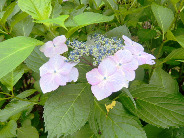 d0170615_5512980.jpg