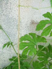 c0188928_2049058.jpg