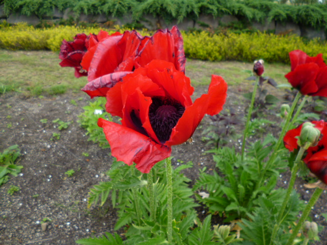 c0233141_1326620.jpg